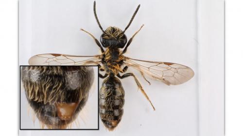 Stylops melittae